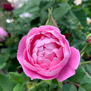 LA REINE VICTORIA (Bourbon)